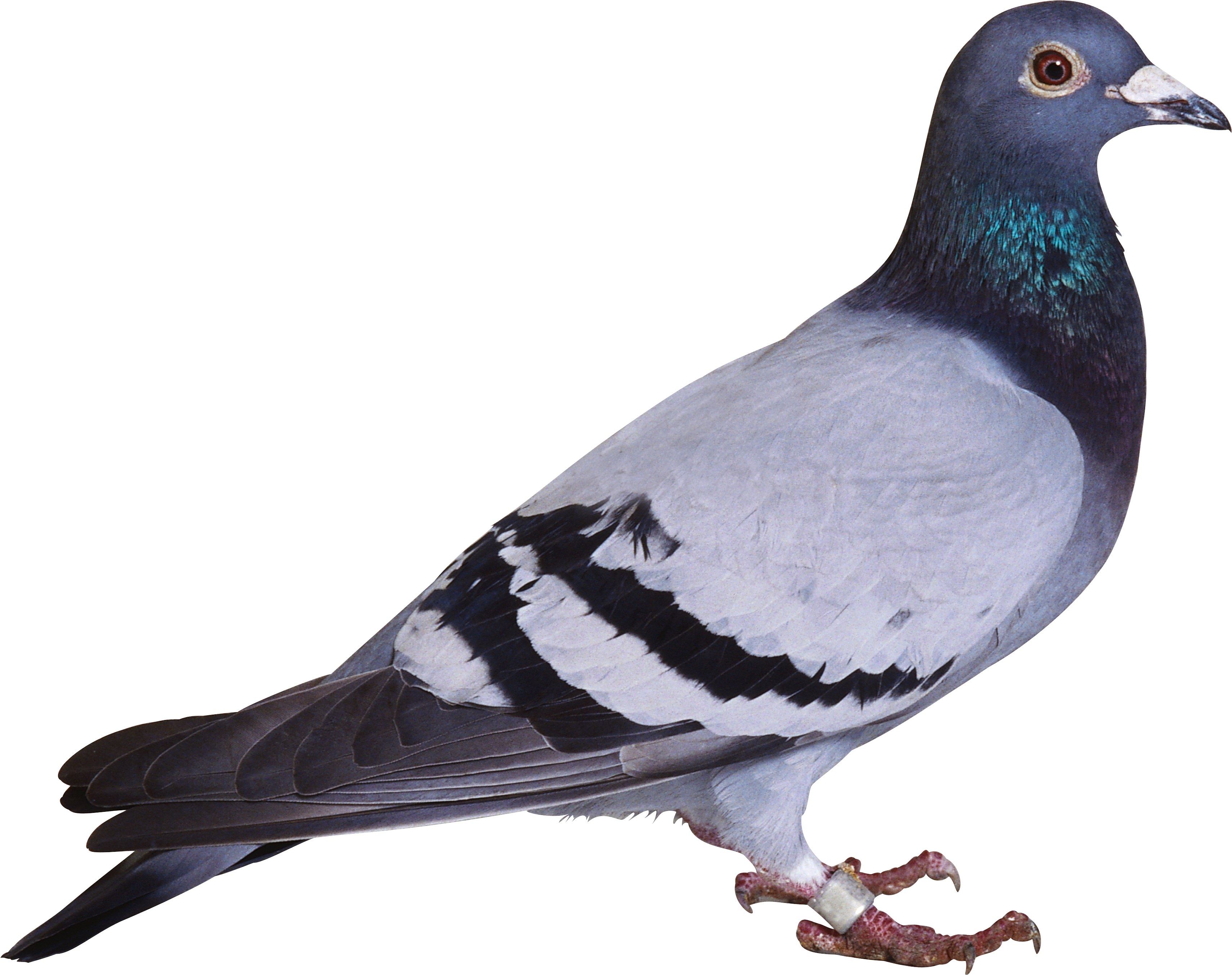 Pigeon