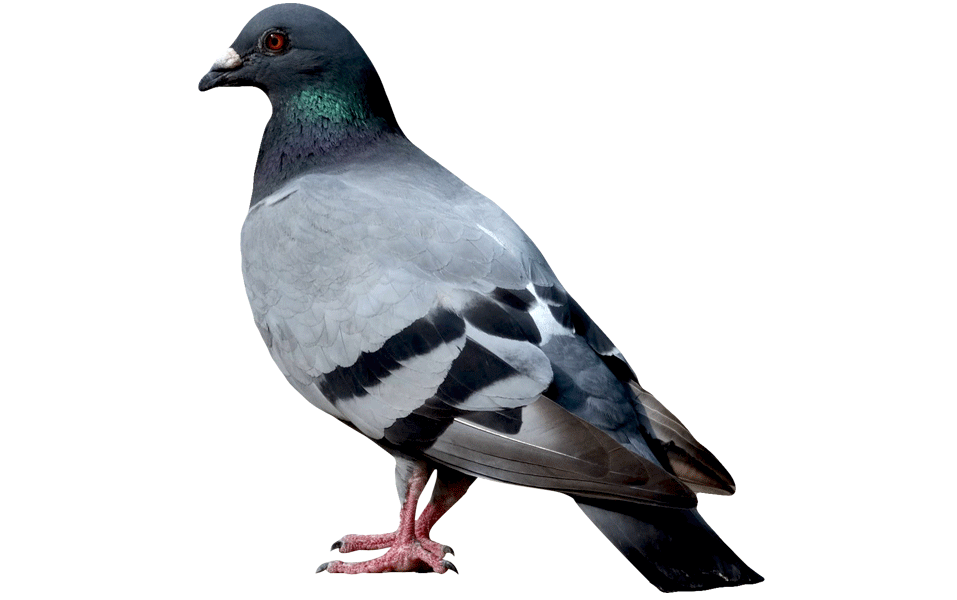 Pigeon