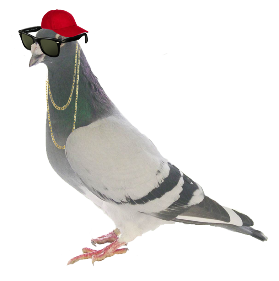 pigeon, radical yuris caroline deviantart #17844