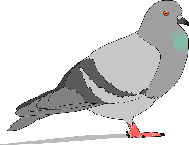 pigeon rock gray vector graphic pixabay #17932