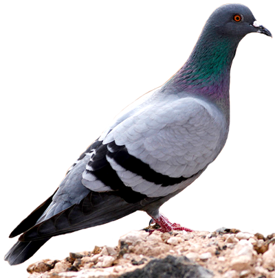 pigeon, spaulding class blog october #17856