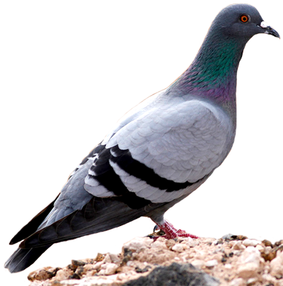 Pigeon