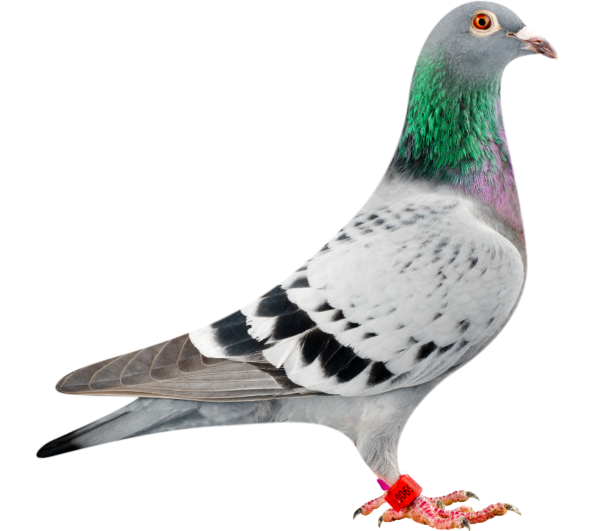 pigeon, syndicate lofts reggie and david moore bangor #17849