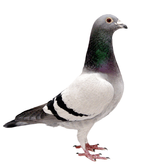 pigeon transparent background bird image #17834