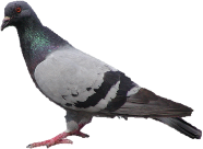 pigeon, tux paint stamp browser animals #17915