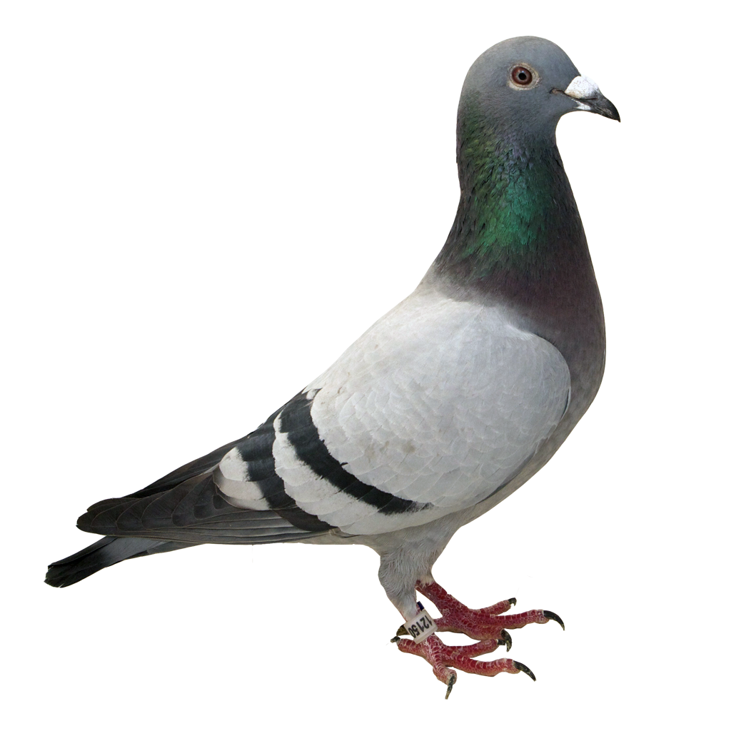 pigeon, yucca lofts #17873