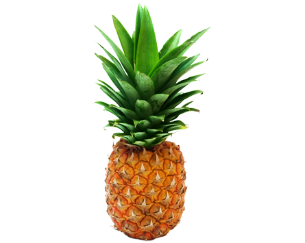 pineapple kindersay #18416