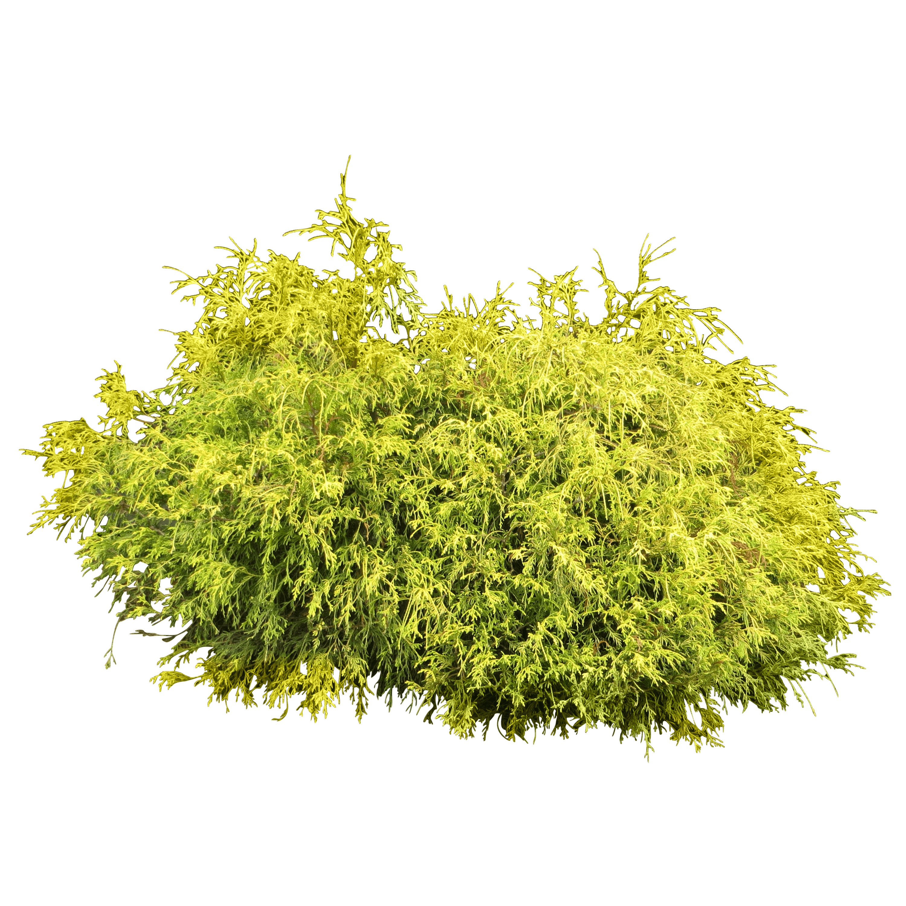 download bush plant png image png image pngimg #9505