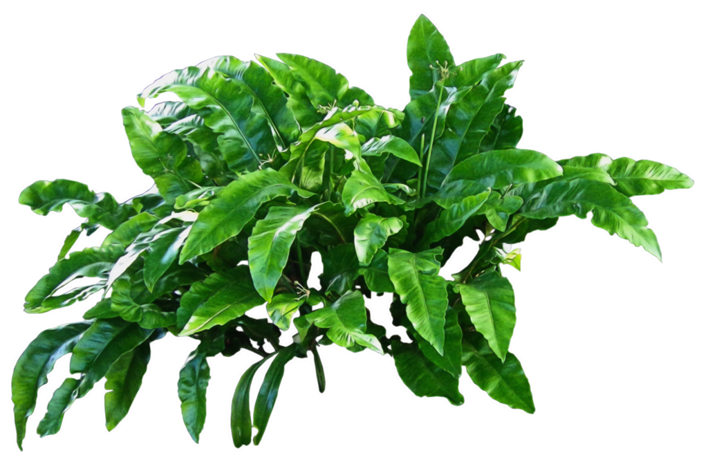 flower plant png #9491