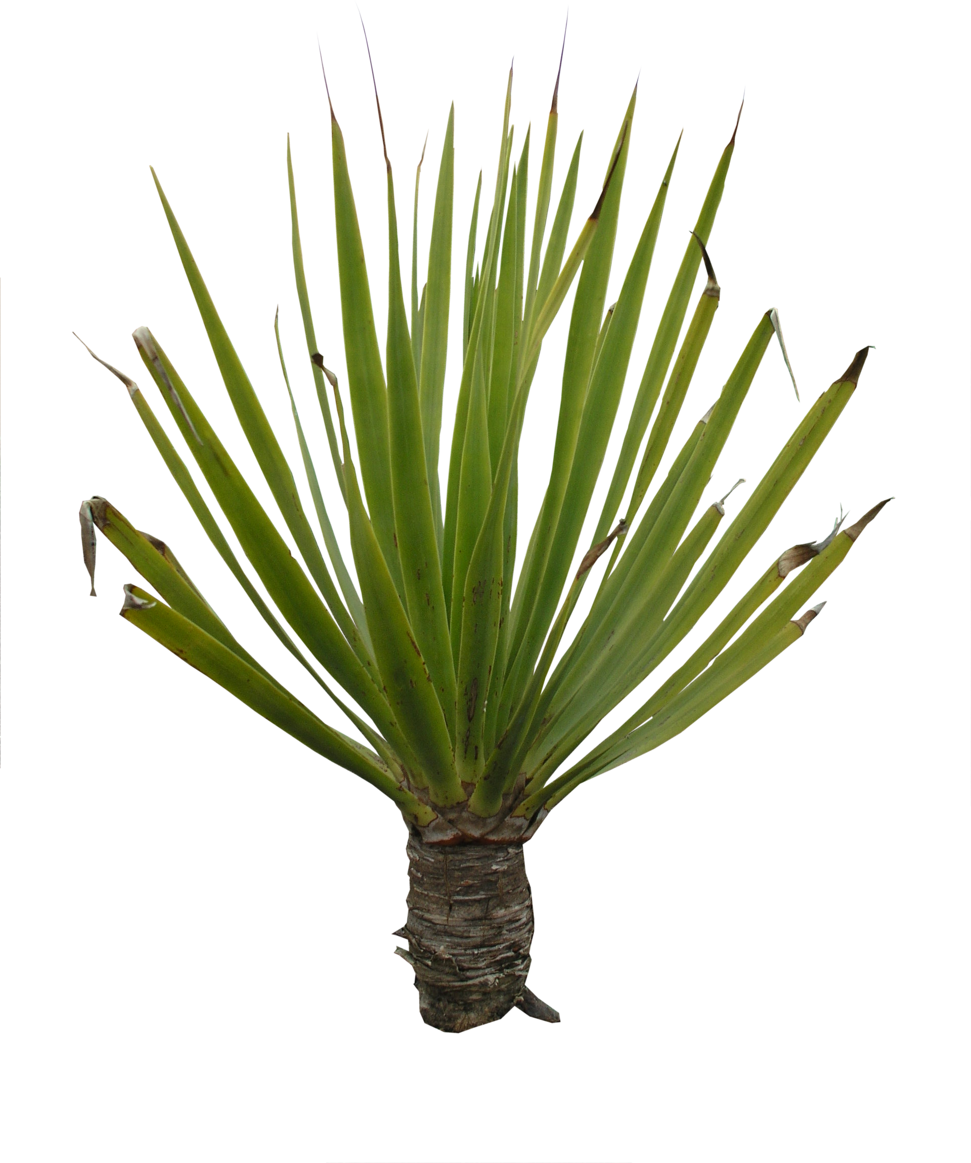 high qualityflora png textures plant png high quality #9479