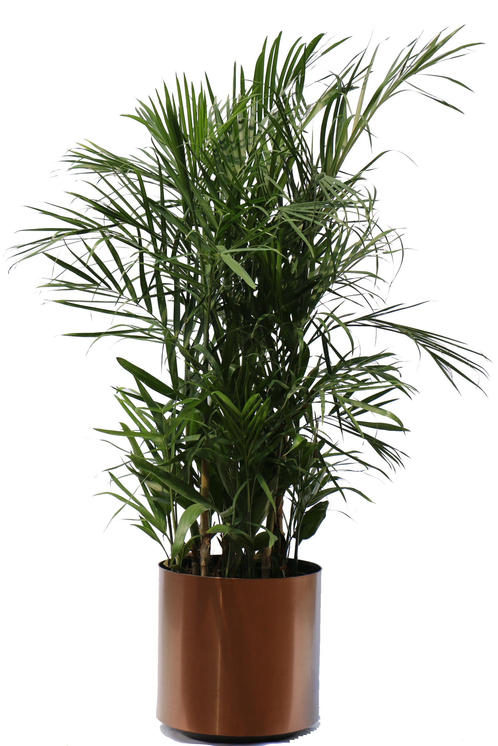 house plant png #9509