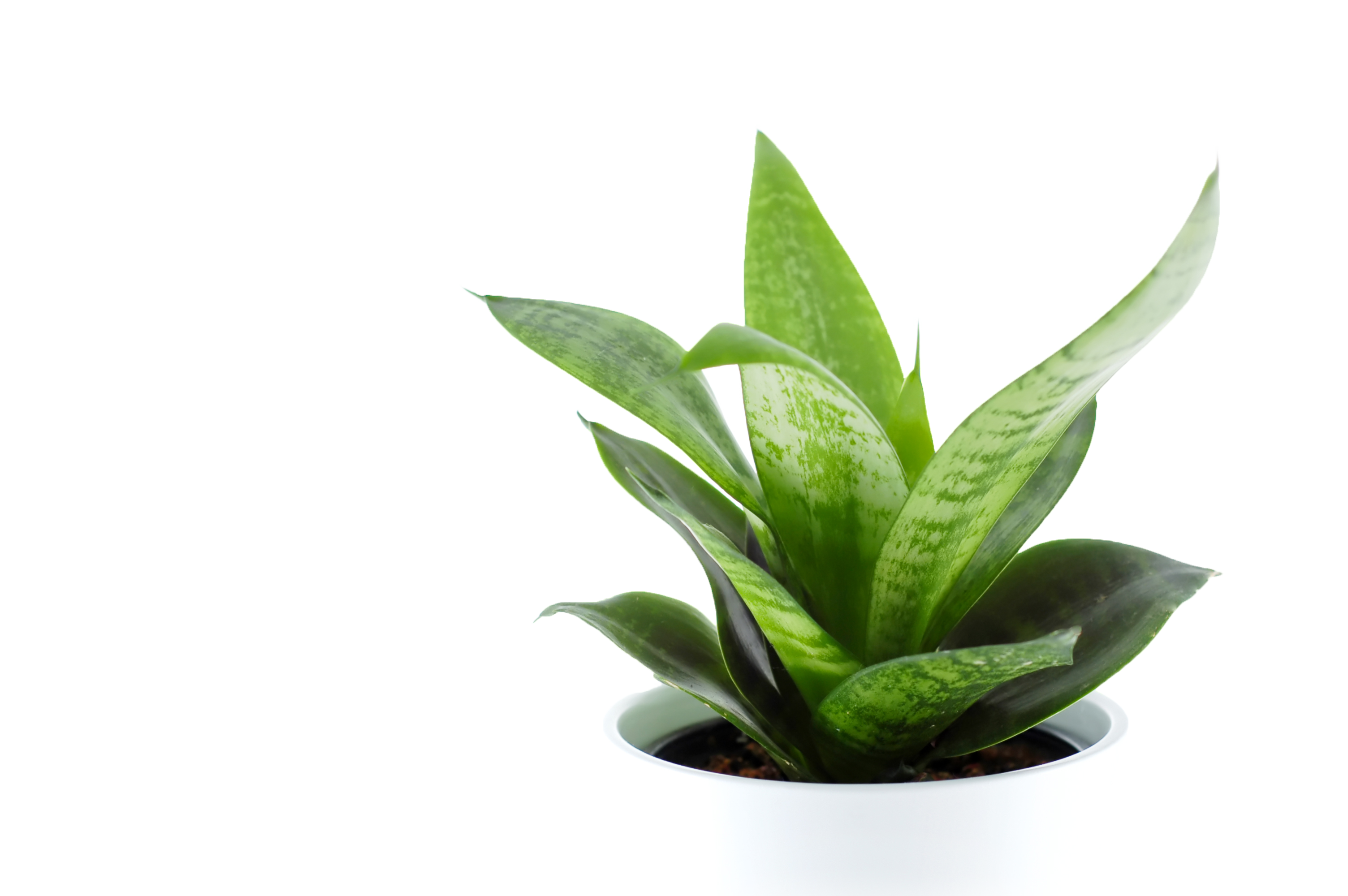 Plant Free PNG Images, Potted Plant, Cartoon Plant Images - Free