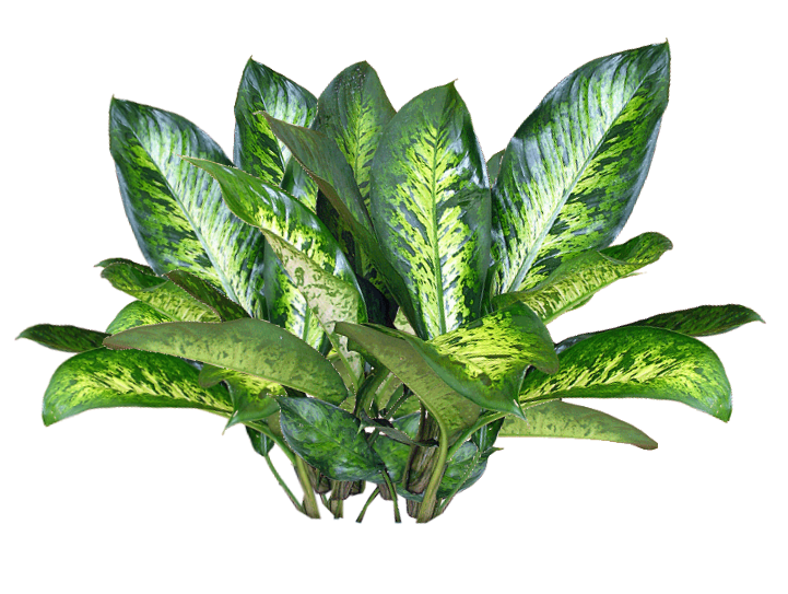 Plant Free PNG Images, Potted Plant, Cartoon Plant Images - Free