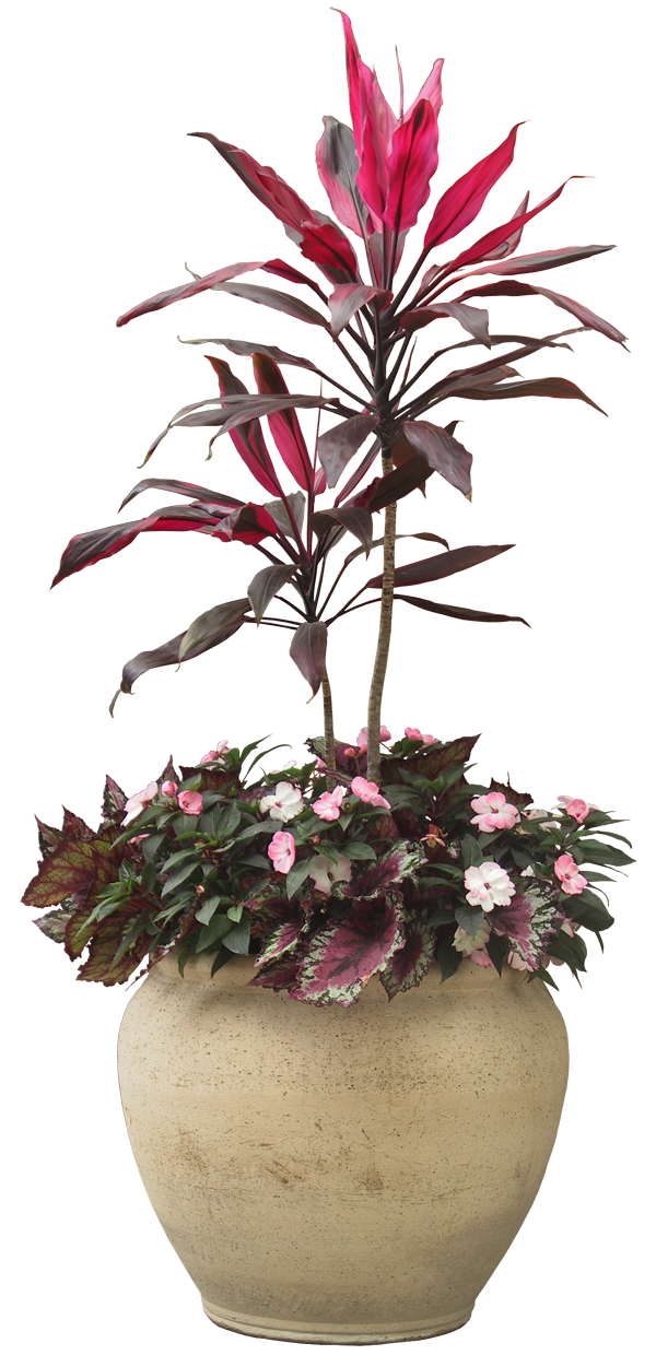 office plant png #9516