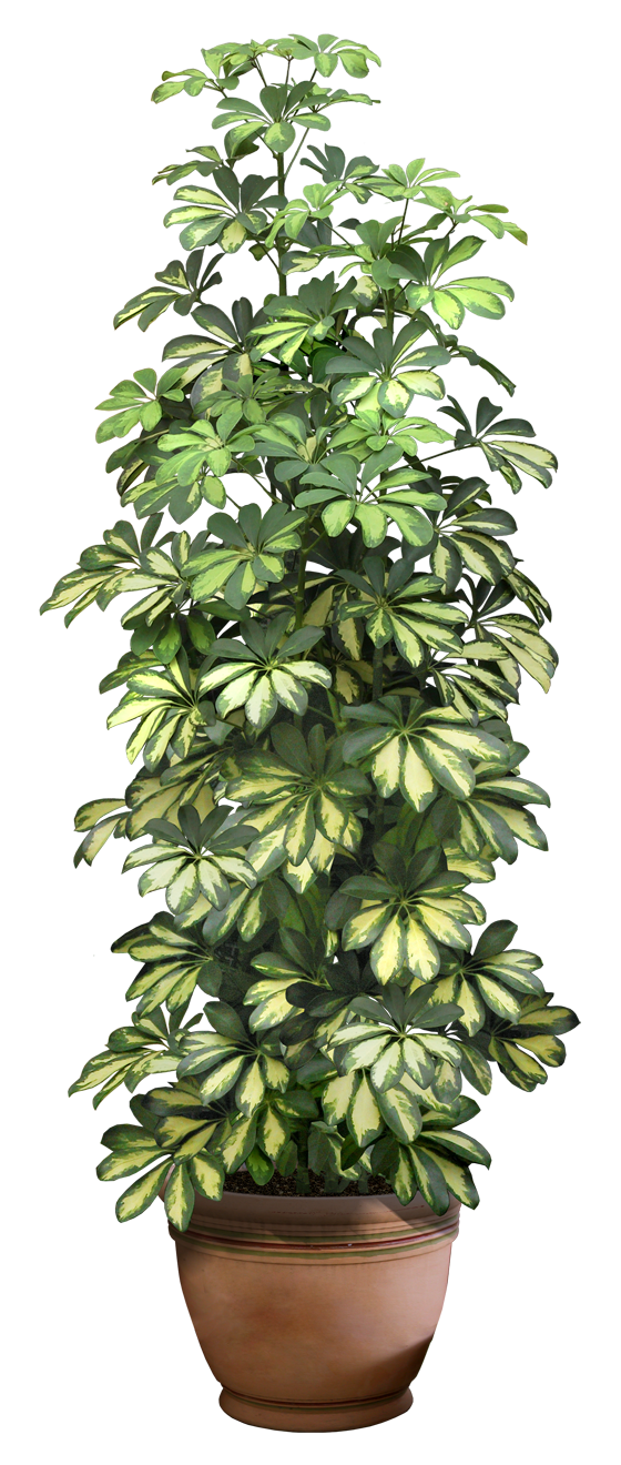 plant png digitalwideresource deviantart #9474