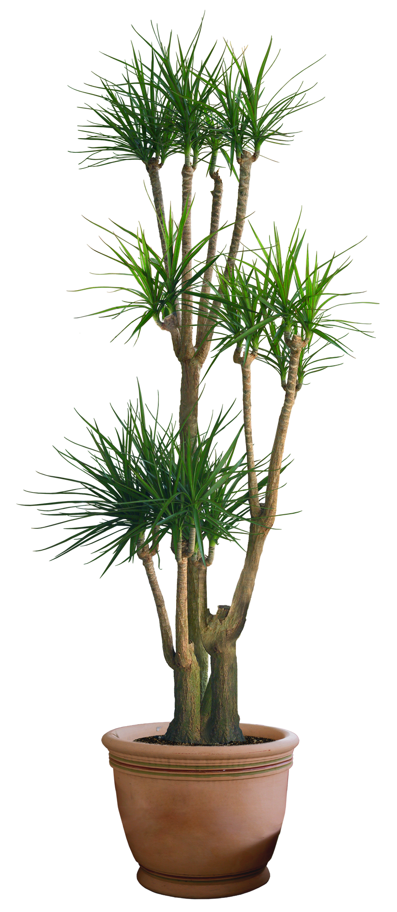 plant png digitalwideresource deviantart #9494