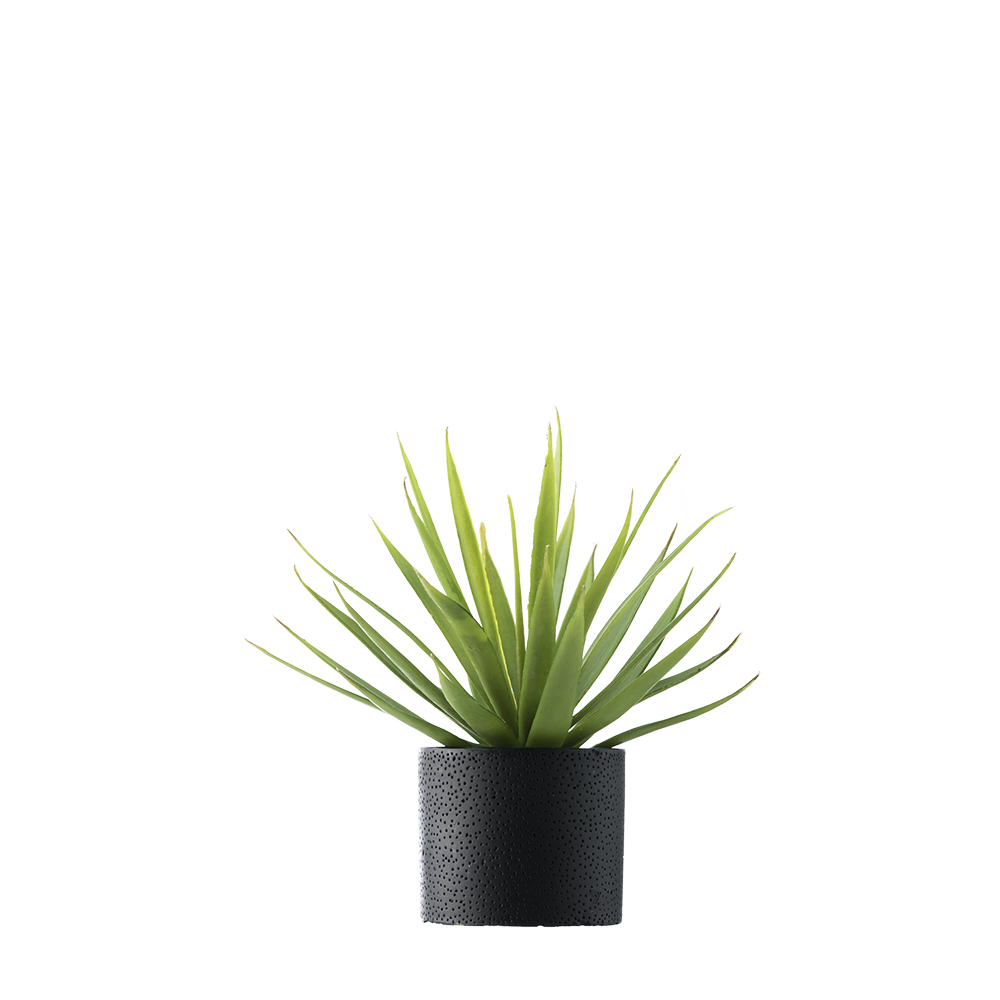 Plant Free PNG Images, Potted Plant, Cartoon Plant Images