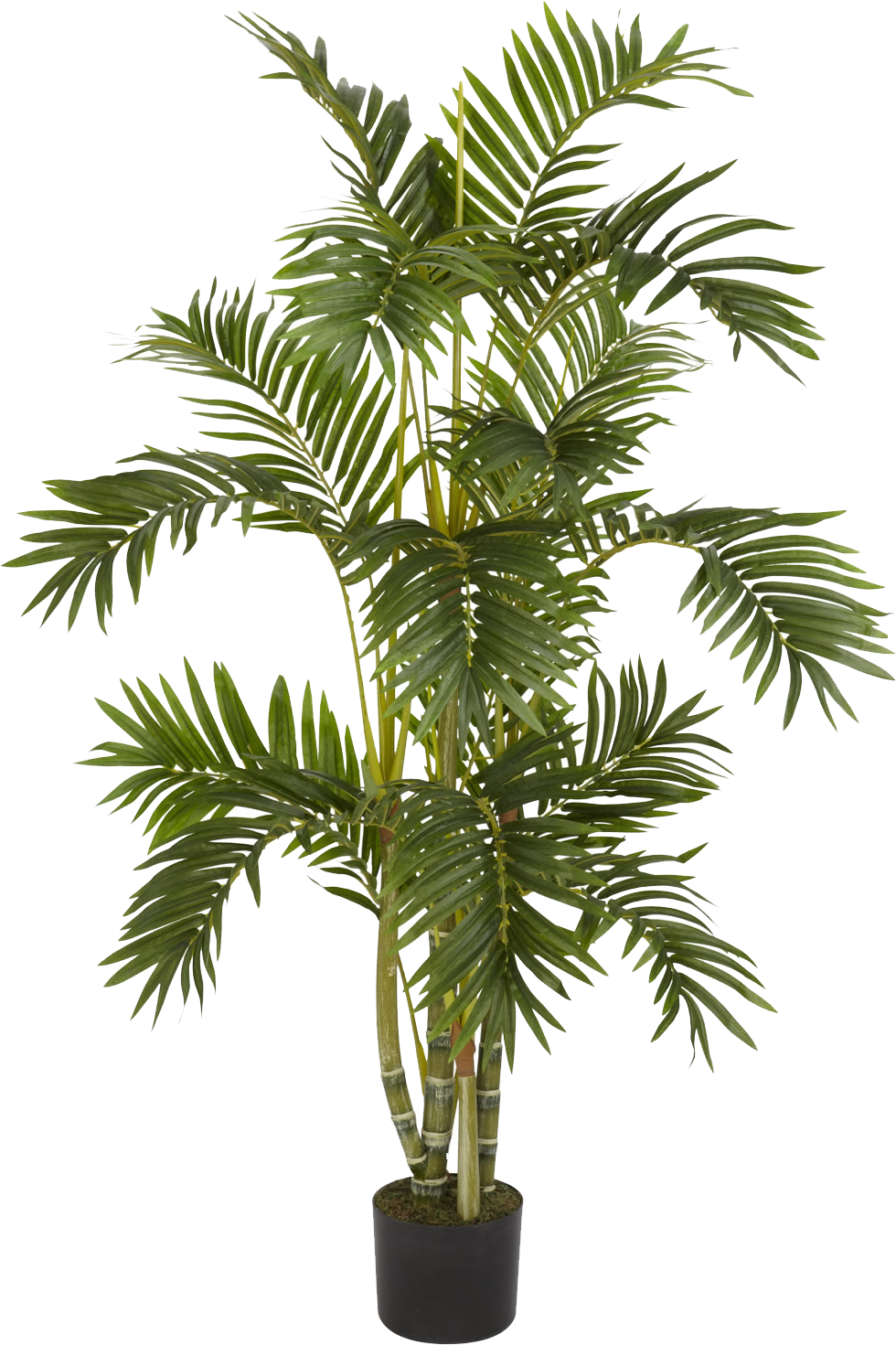 plant png plants png transparent images png only #9500