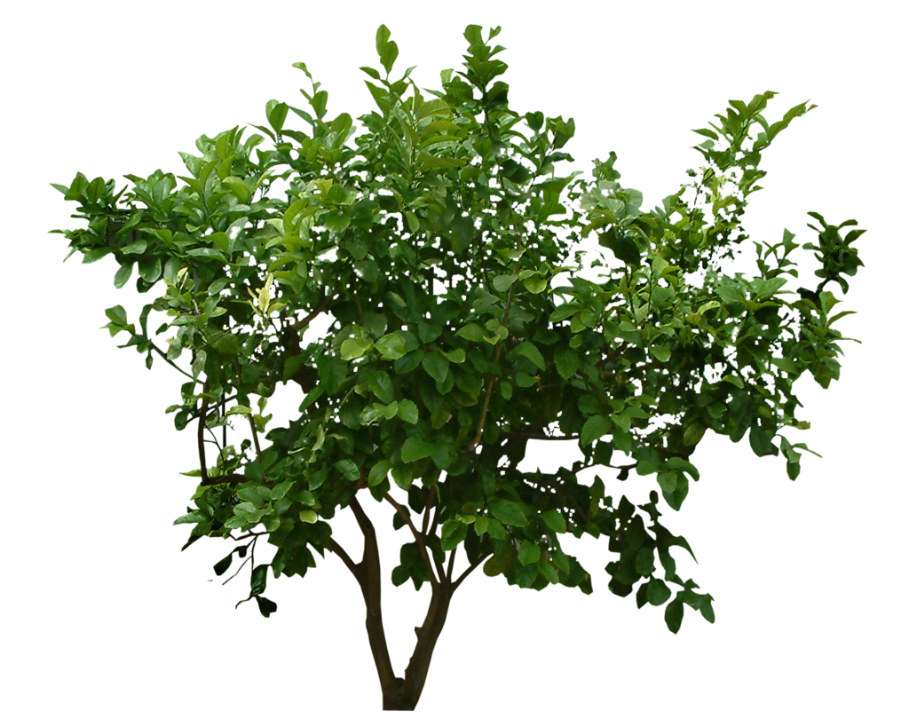 plant png plants png transparent plants images pluspng #9477