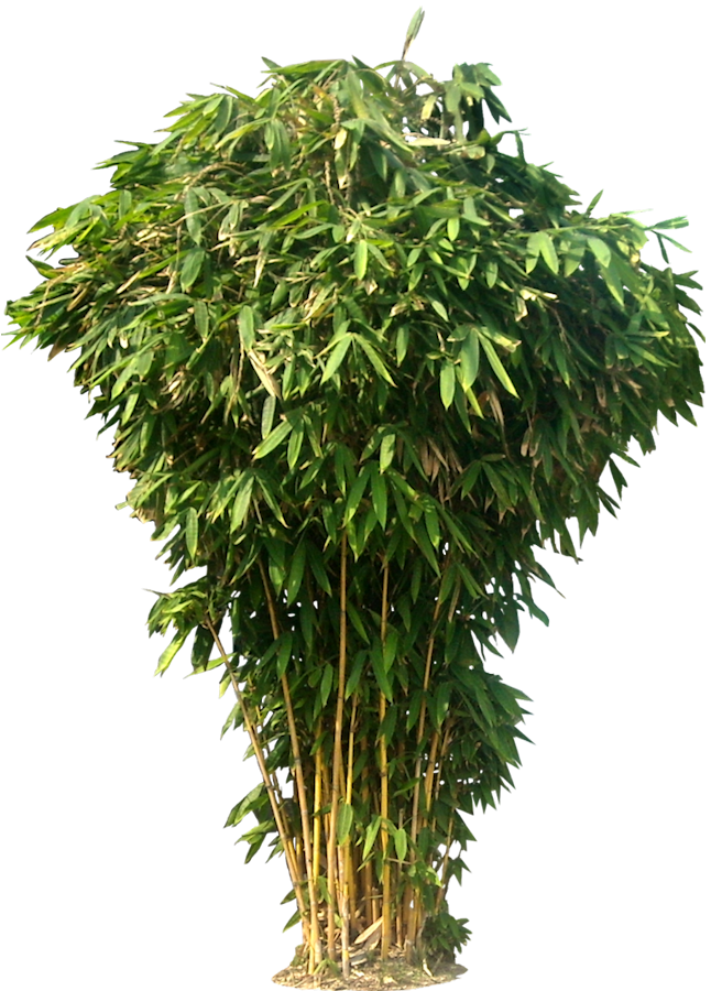 plant png tree png images bamboo tree photoshop #9495