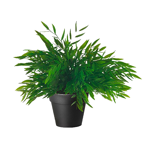 plant png tumblr #9485