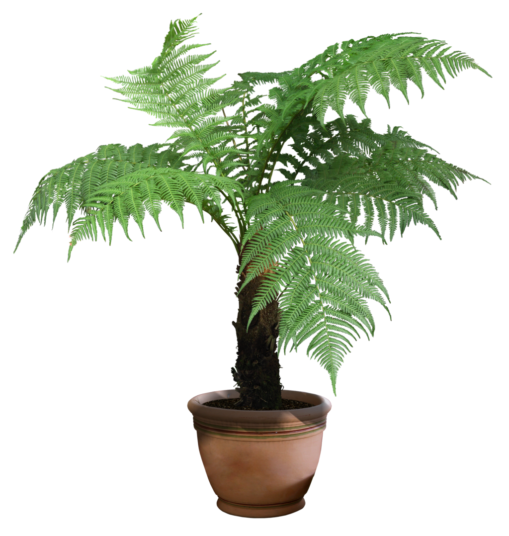 plant png week manipulation image exercise taylorsdiginorakalissta #9529