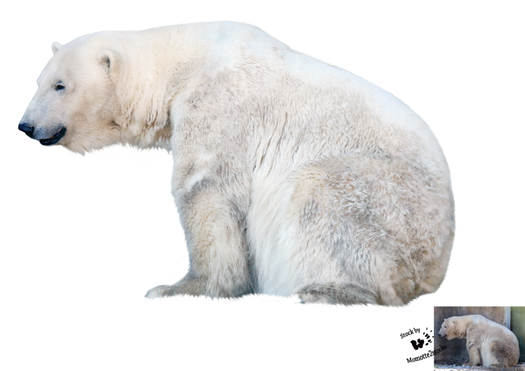 cut out png polar bear momotte deviantart #29793