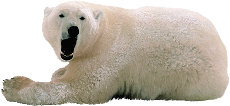 download polar bear png transparent images transparent backgrounds pngriver com polar bear #29783