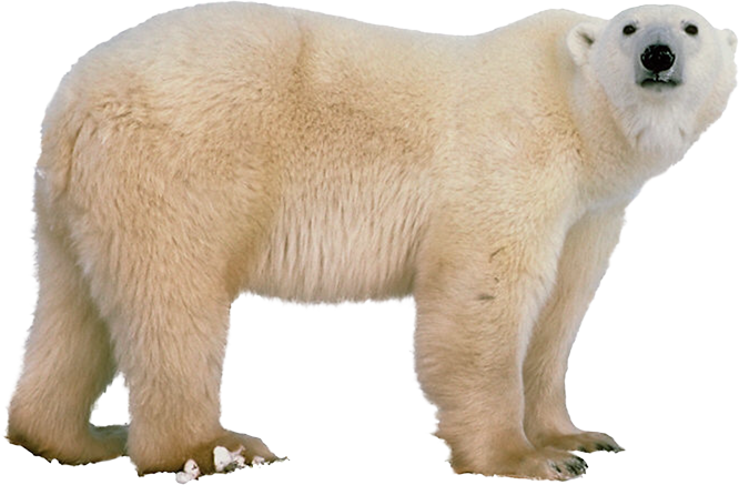 download polar bear png transparent images transparent backgrounds pngriver com polar bear #29787