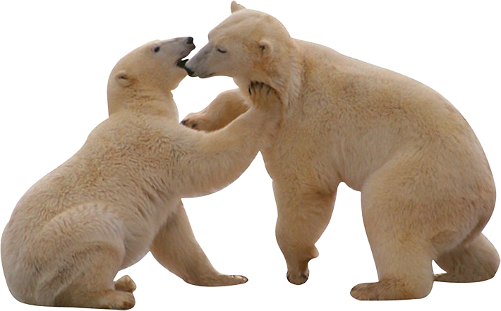 download polar bear png transparent images transparent backgrounds pngriver com polar bear #29800