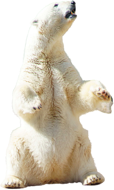 photo polar bear polar bear animal image pixabay #29831