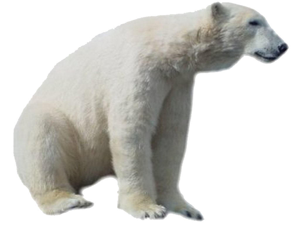 polar bear, bear face png transparent bear face images pluspng #29797