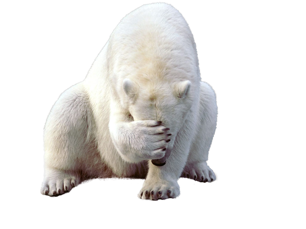 polar bear, download polar white bear png transparent images and clipart pics transparent png #29819