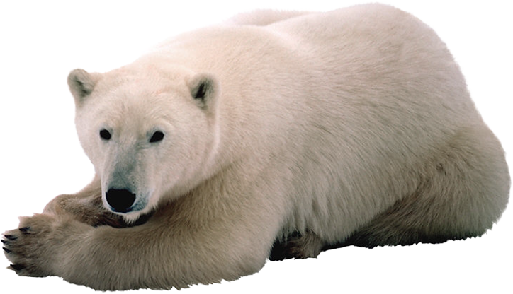 polar bear, download polar white bear png transparent images and clipart pics transparent png #29852