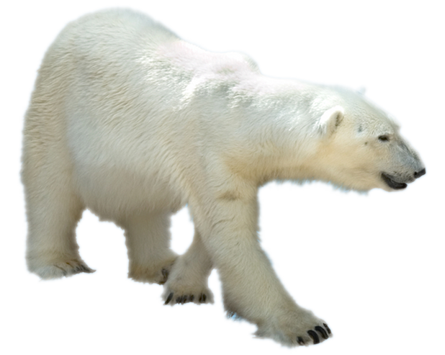 polar bear kindersay #29836