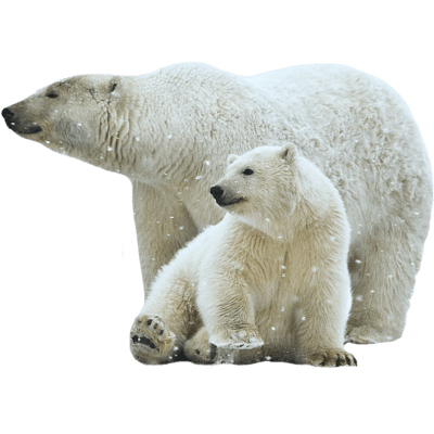 polar bear mother and son transparent png stickpng #29873