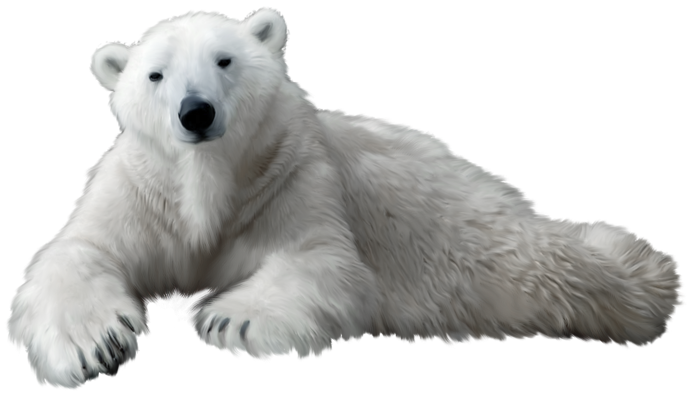 polar bear png clip art best web clipart #29823