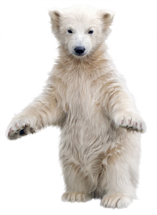 polar bear png image collection download crazypngm crazy png images download #29809