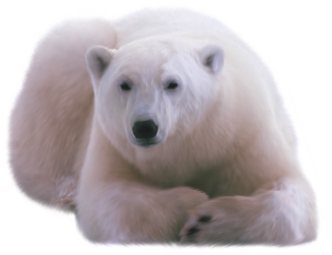 polar bear png image collection download crazypngm crazy png images download #29858