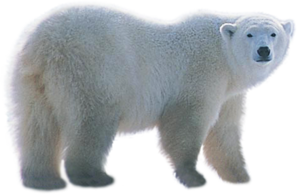 Polar Bear