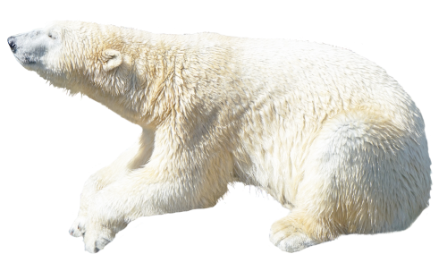 polar bear png transparent image pngpix #29808