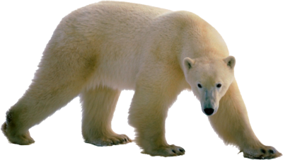 polar bear png transparent images download clip art clip art clipart library #29790