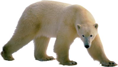 Polar Bear PNG Images Transparent Background