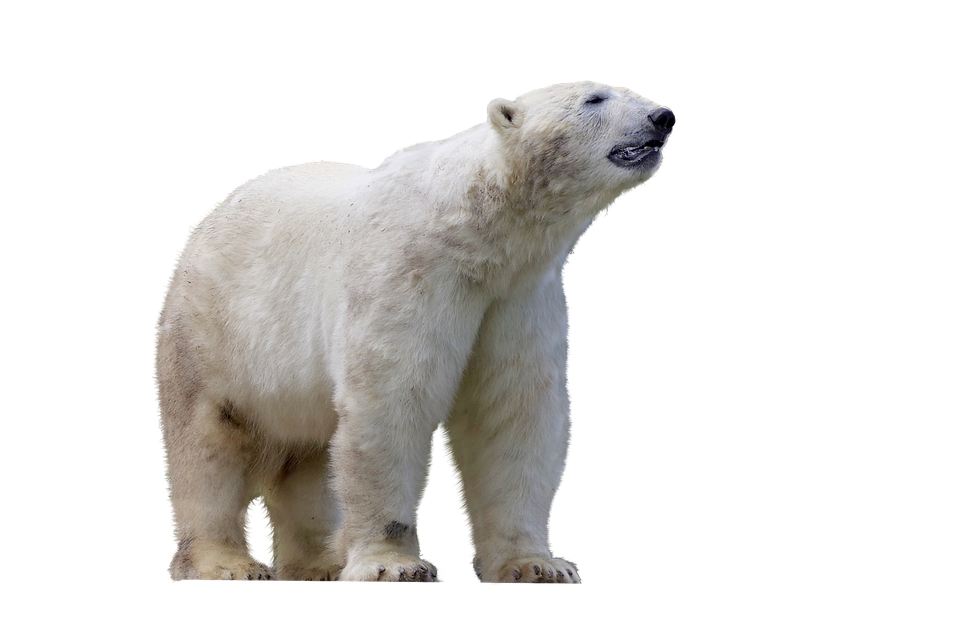 Polar Bear