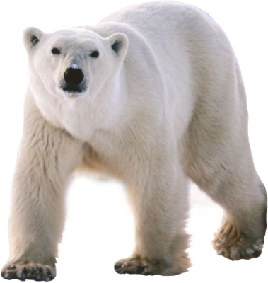 polar bear psd vector graphic vectorhqm #29872