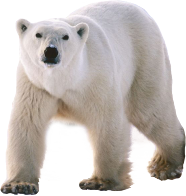 Polar Bear