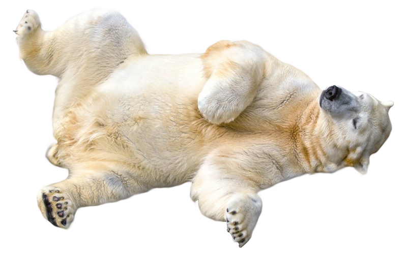 polar bear rolling over transparent image #29781