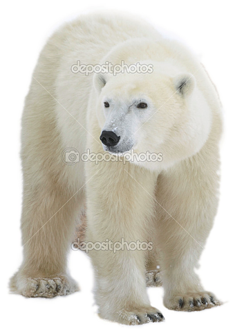polar bear, transparent background problem photopaint corel photo paint coreldraw graphics #29812