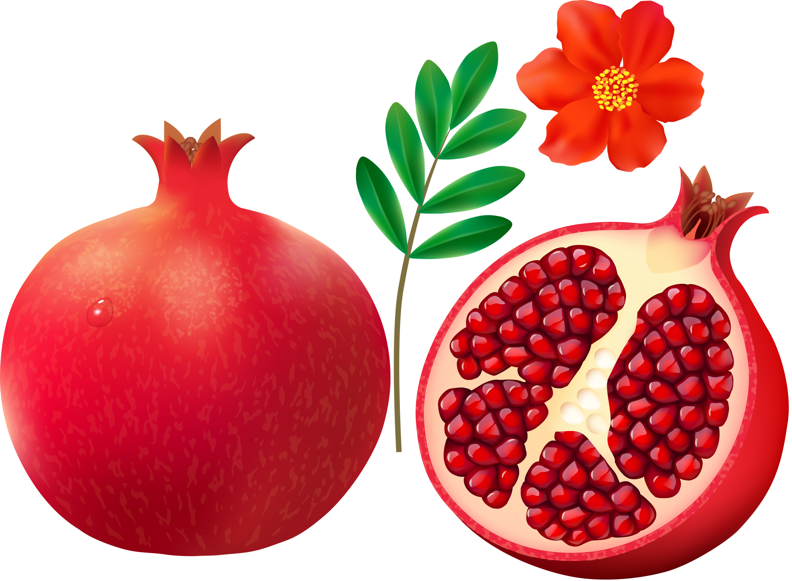 pomegranate clipart pomegranate clip art images #24581