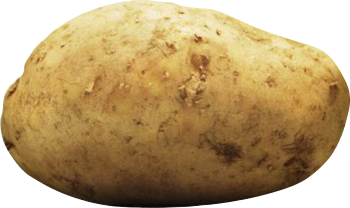 potato #18204
